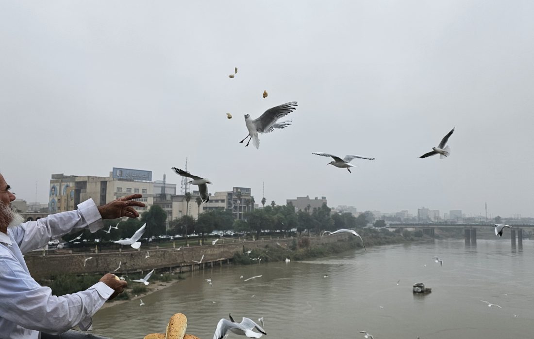 رقص مرغان ماهی‌خوار بر فراز پل سفید اهواز