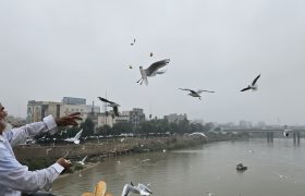 رقص مرغان ماهی‌خوار بر فراز پل سفید اهواز