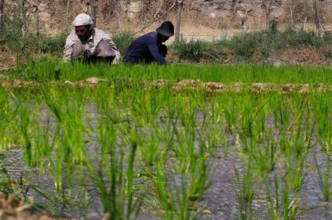۱۵۸ هزار هکتار شلتوک خوزستان در آستانه برداشت؛ جای خالی مسئولان در روزهای سرنوشت‌ساز برنج‌کاران