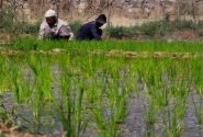 ۱۵۸ هزار هکتار شلتوک خوزستان در آستانه برداشت؛ جای خالی مسئولان در روزهای سرنوشت‌ساز برنج‌کاران
