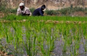 ۱۵۸ هزار هکتار شلتوک خوزستان در آستانه برداشت؛ جای خالی مسئولان در روزهای سرنوشت‌ساز برنج‌کاران