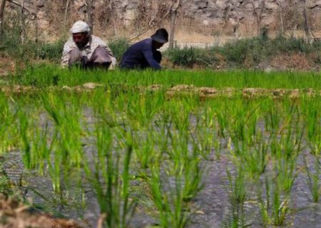 ۱۵۸ هزار هکتار شلتوک خوزستان در آستانه برداشت؛ جای خالی مسئولان در روزهای سرنوشت‌ساز برنج‌کاران
